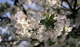 La Primavera y Cerezo en Flor 2025 se celebrar del 6 marzo al 3 mayo en el Valle del Jerte