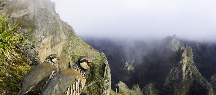 FIO convoca una nueva edición de su concurso internacional de fotografía de aves