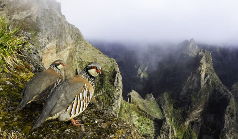 FIO convoca una nueva edicin de su concurso internacional de fotografa de aves